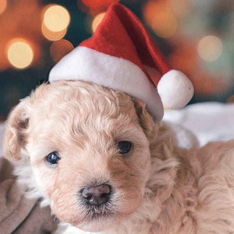 Christmas Pet Santa Hat - SensorySoftShop